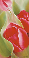 50cm x 100cm Tulpen I von Schmucker, Annette