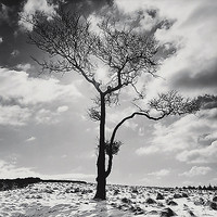 100cm x 100cm Lone Tree # 2, Peak District, England von Butcher, Dave