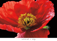 91cm x 66cm Red Poppy                        von Amalia Elena Veralli