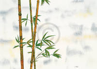 100cm x 70cm Bambus                           von Michael Ferner