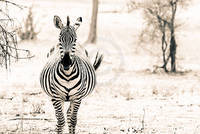 100cm x 67cm Zebra I                          von Toby Seifinger