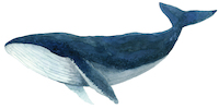 100cm x 50cm Humpback Whale - Blue von Jeannine Saylor