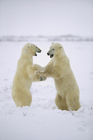 100cm x 150cm Polar Bear two males play-fighting, Hudson Bay, Canada von Konrad Wothe