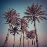 70cm x 70cm Palm Trees von Assaf Frank