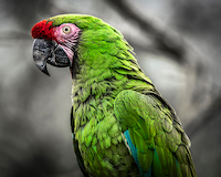 100cm x 80cm Green Ara Parrot von Ronin