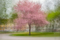 10cm x 6.7cm Japanese Cherry Tree in Eskil's Park von Arne Ostlund