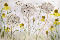 10cm x 6.7cm Alliums and heleniums von Mandy Disher