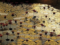 80cm x 60cm Lotus Pond von BAUMANN