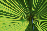 70cm x 50cm Leaf 1 von KLIPP,ORTWIN