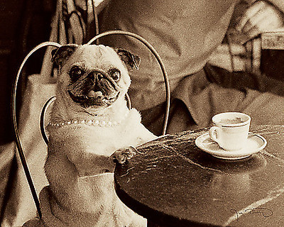 Array Cafe Pug von Jim Dratfield