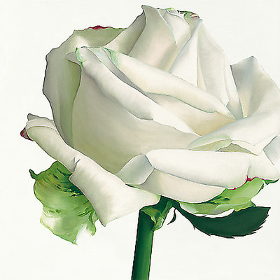 Array White Rose I von Andrew, Stephanie