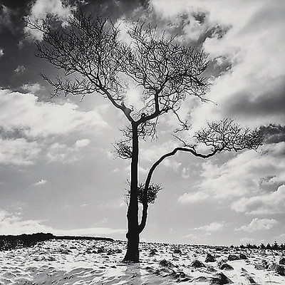 Array Lone Tree # 2, Peak District, England von Butcher, Dave