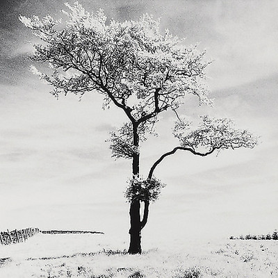 Array Lone Tree # 3, Peak District, England von Butcher, Dave