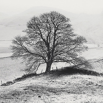 Array Misty Tree, Peak District,  England von Butcher, Dave