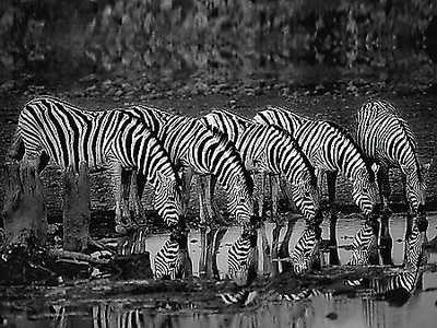 Array Zebras Reflection von Xavier Ortega