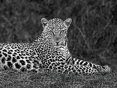 Array Leopard Portrait von Xavier Ortega