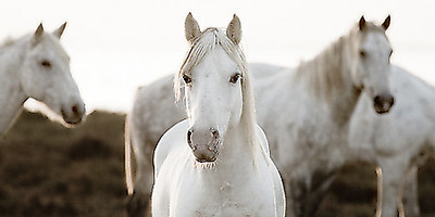 Array Horse Meeting von Jorge Llovet