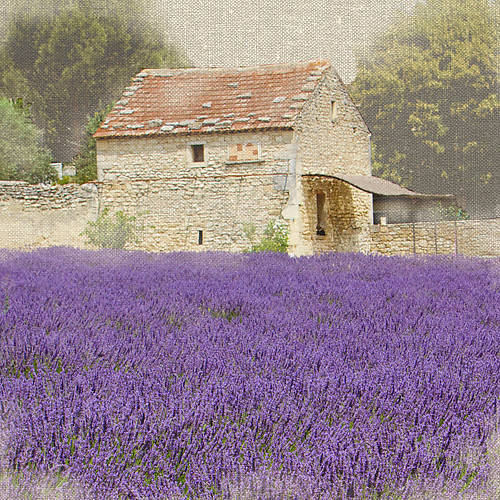 100cm x 100cm Tuscan Lavender von Bret Straehling