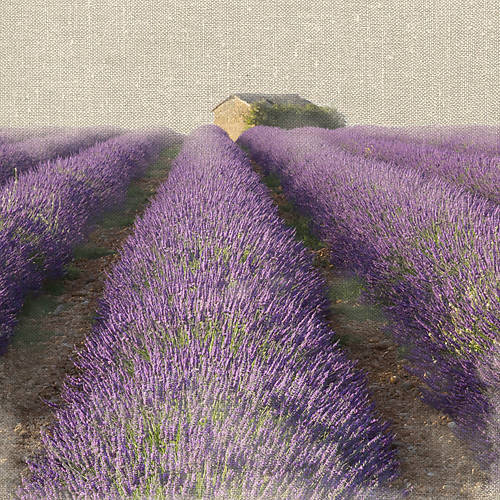 100cm x 100cm Lavender Field von Bret Straehling