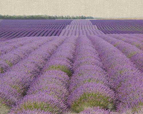 100cm x 80cm Lavender on Linen 2 von Bret Straehling