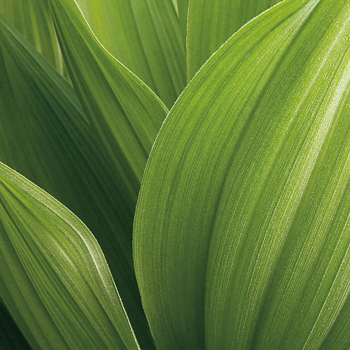 Array Corn Lily von Jan Bell