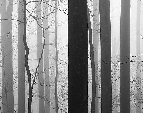 100cm x 79cm Forest Code von Nicholas Bell