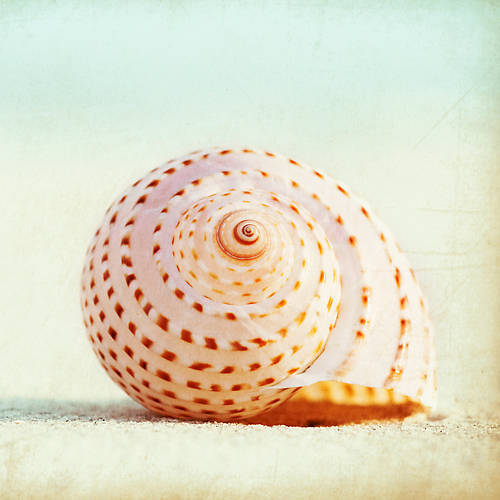 Array Seashell Voices von Carolyn Cochrane