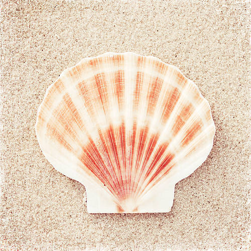 100cm x 100cm Scallop Shell von Carolyn Cochrane