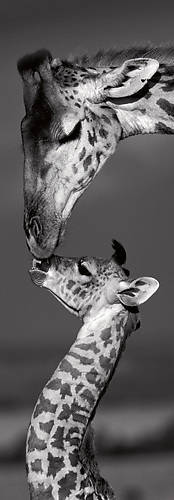 35cm x 100cm Masai mara Giraffes von Marilyn Parver