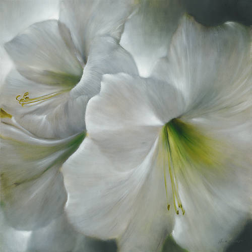 Array Weiße Amaryllis von Annette Schmucker