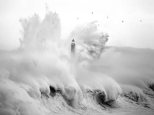 100cm x 75cm Birds in the Storm von Marina Cano