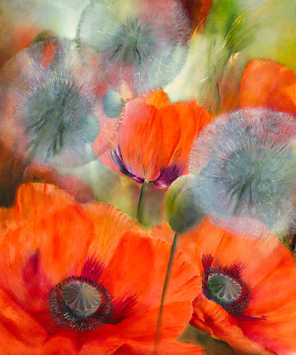 Array Mohn und Pustelblumen von Annette Schmucker