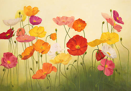 Array Sunlit Poppies von Janelle Kroner