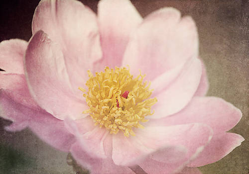 Array Peony in the Park von Dawn Leblanc