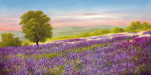 100cm x 50cm Lavender Field von Heinz Schöllnhammer