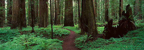 100cm x 35cm Redwoods Path von Alain Thomas