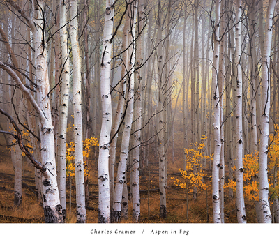 76cm x 66cm Aspen in Fog                     von Charles Cramer