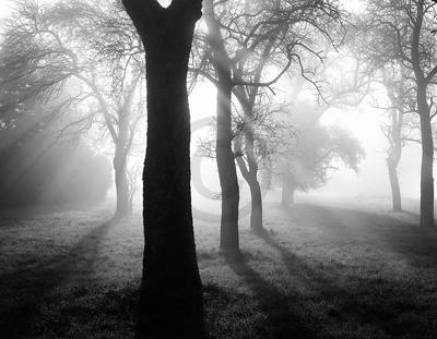Array Bäume im Nebel I                 von Tom Weber