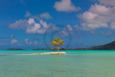 Array Bora Bora Lone Palm              von John Xiong