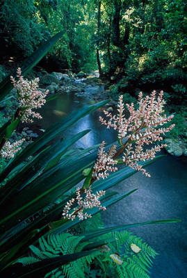 Array Canungra Creek                   von Thomas Marent