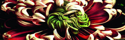 Array Chrysanthemus 2                  von Roberto Scaroni