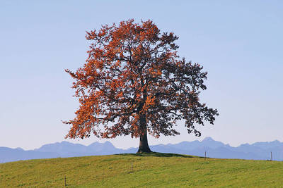 Array Der Baum                         von Gerhard Rossmeissl