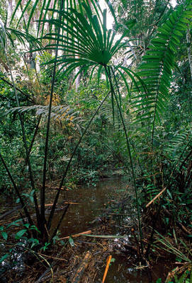 Array Flood Area of Rainforest         von Thomas Marent