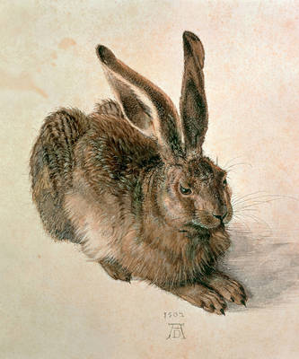 Array Junger Feldhase                  von Albrecht Dürer