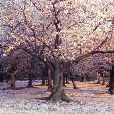 Array Kirschblüte                      von Micha Pawlitzki