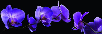 Array Orchidee                         von Roberto Scaroni