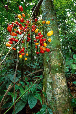 Array Palmtree Fruit                   von Thomas Marent