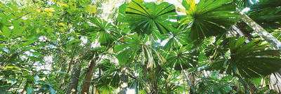 Array Rainforest Canopies              von John Xiong