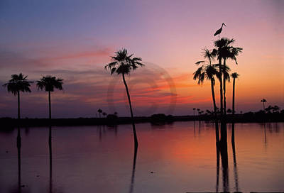 Array Sunset, Maguari Stork II         von Thomas Marent