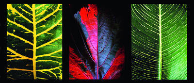 Array Three Leaves                     von Roberto Scaroni